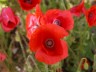 Essex Farm Cemetery