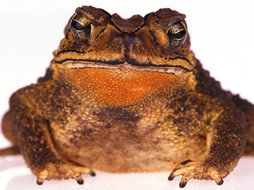 toad